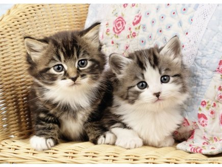 Puzzle 2 chatons 100 pieces - collection animaux - Nathan - 86766